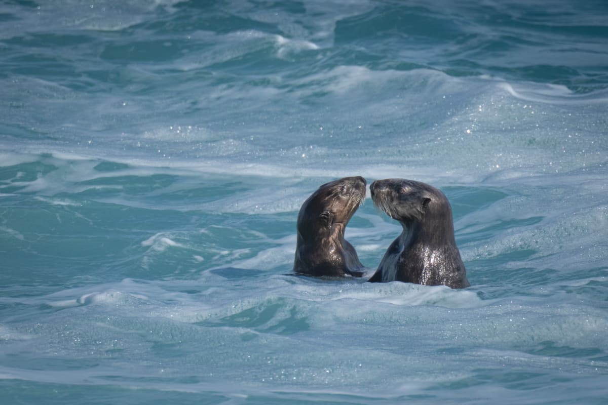 Nose to Nose by Jeff Torquemada, Wendy Sparks 