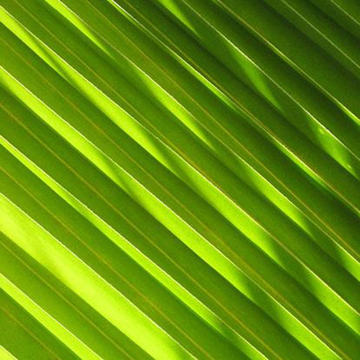 Diagonal Fronds by Kathleen Streitenberger, Image 16.