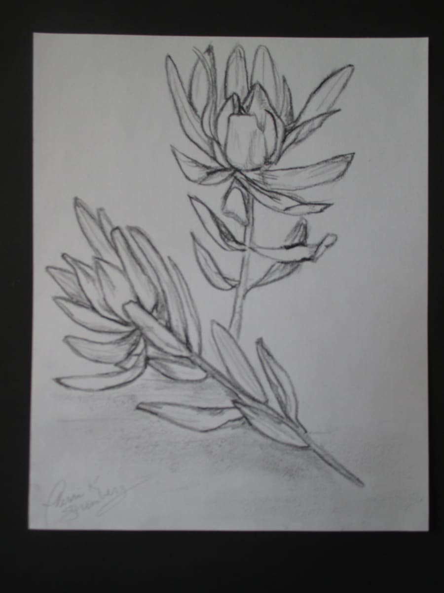 Plant Life by Terri K. Stromberg, Image 9.