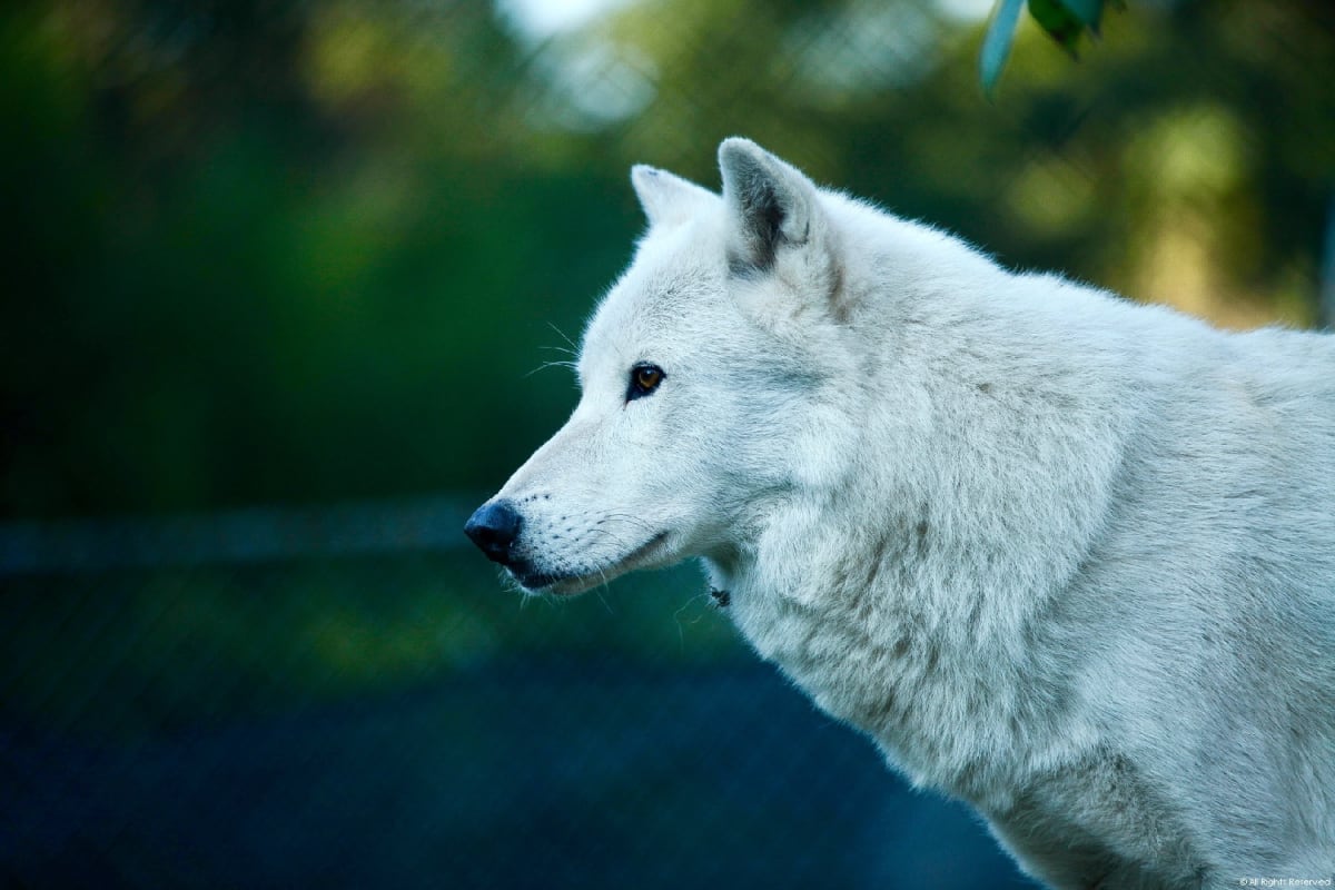Marshmallow Wilderness by Iliana Sun 