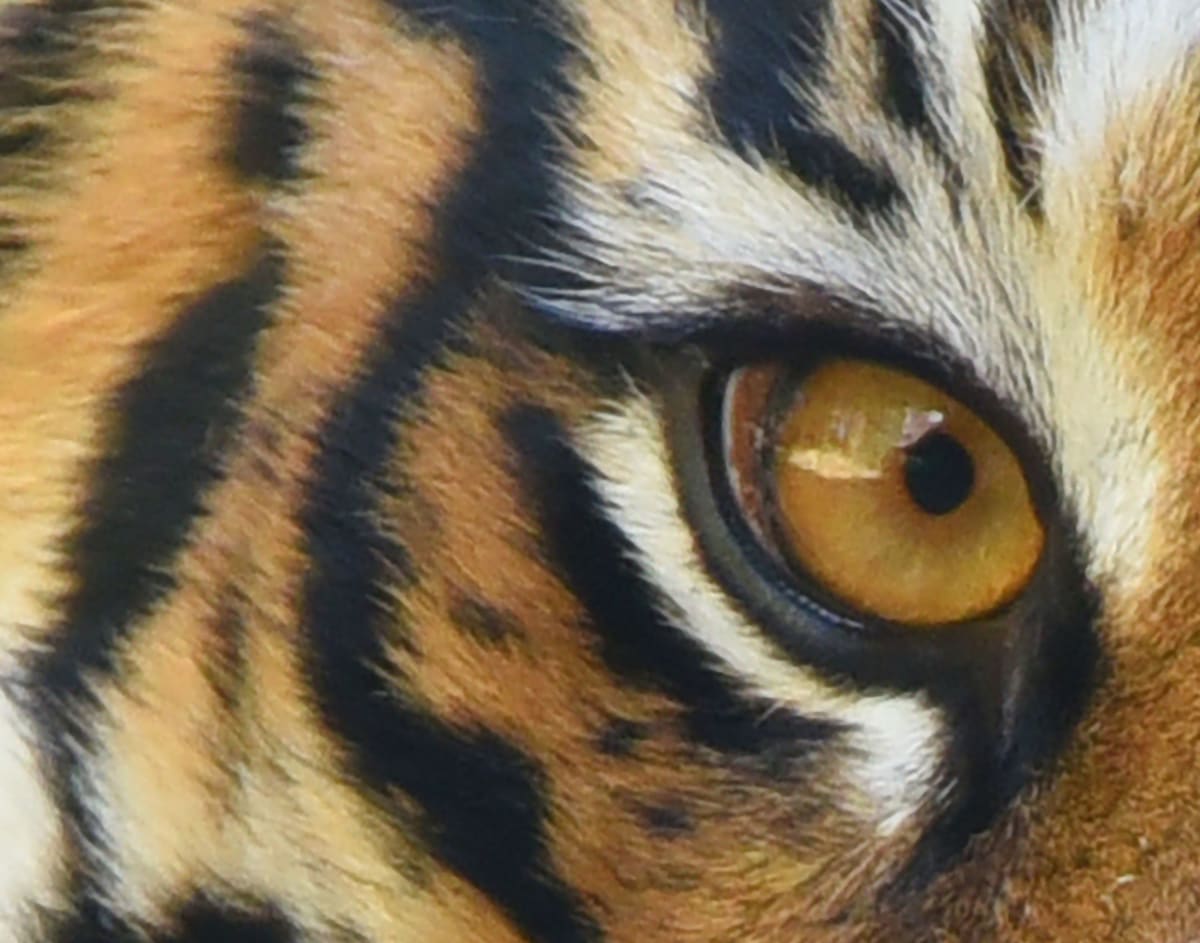 Tiger Tiger by Susan Rennie McPherson 