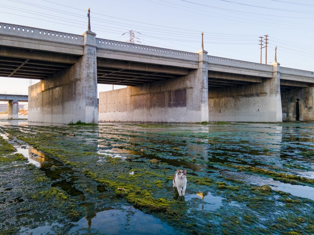 I'm a Kitty Cat! by Gabriel Tellez, Image 16.
