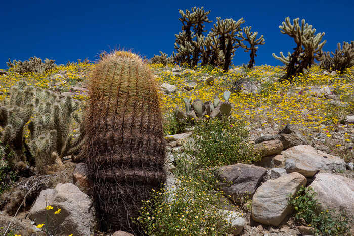Desert in Bloom by Tara Terpening 