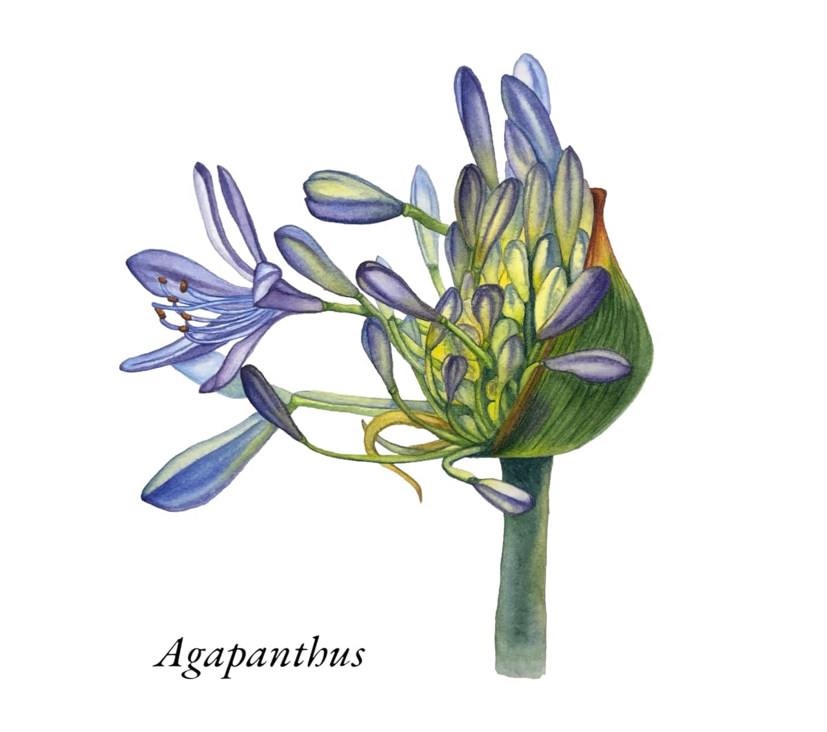 Agapanthus by Tetyana Hubska Art 