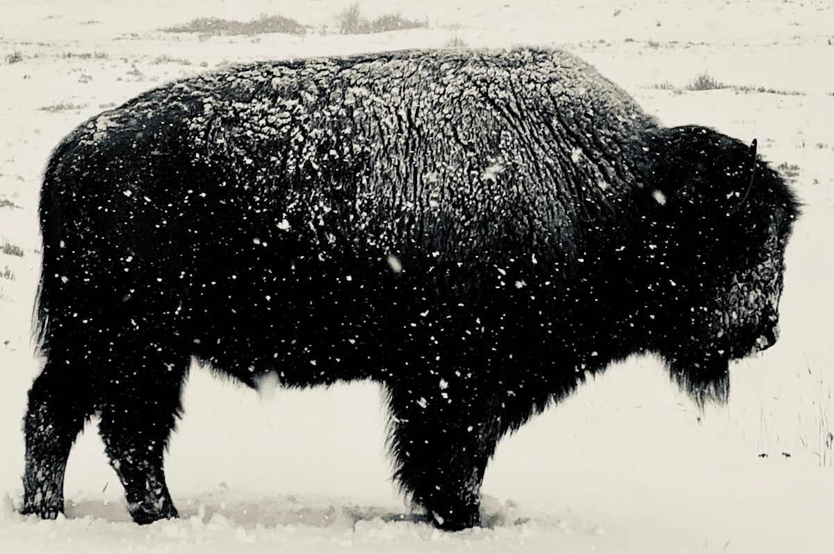 Home on the Range by Margaret Tylczak 