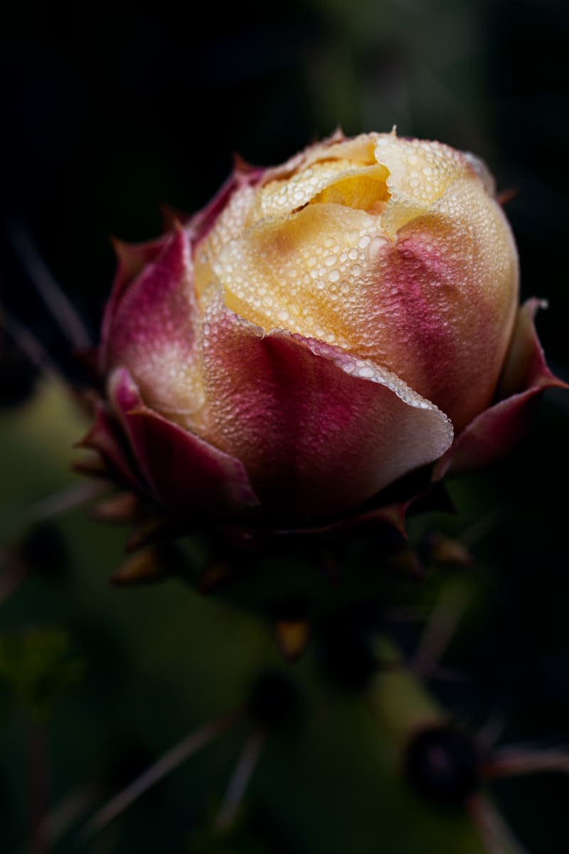 Delicate Prickly Pear by Zuzana Volny 