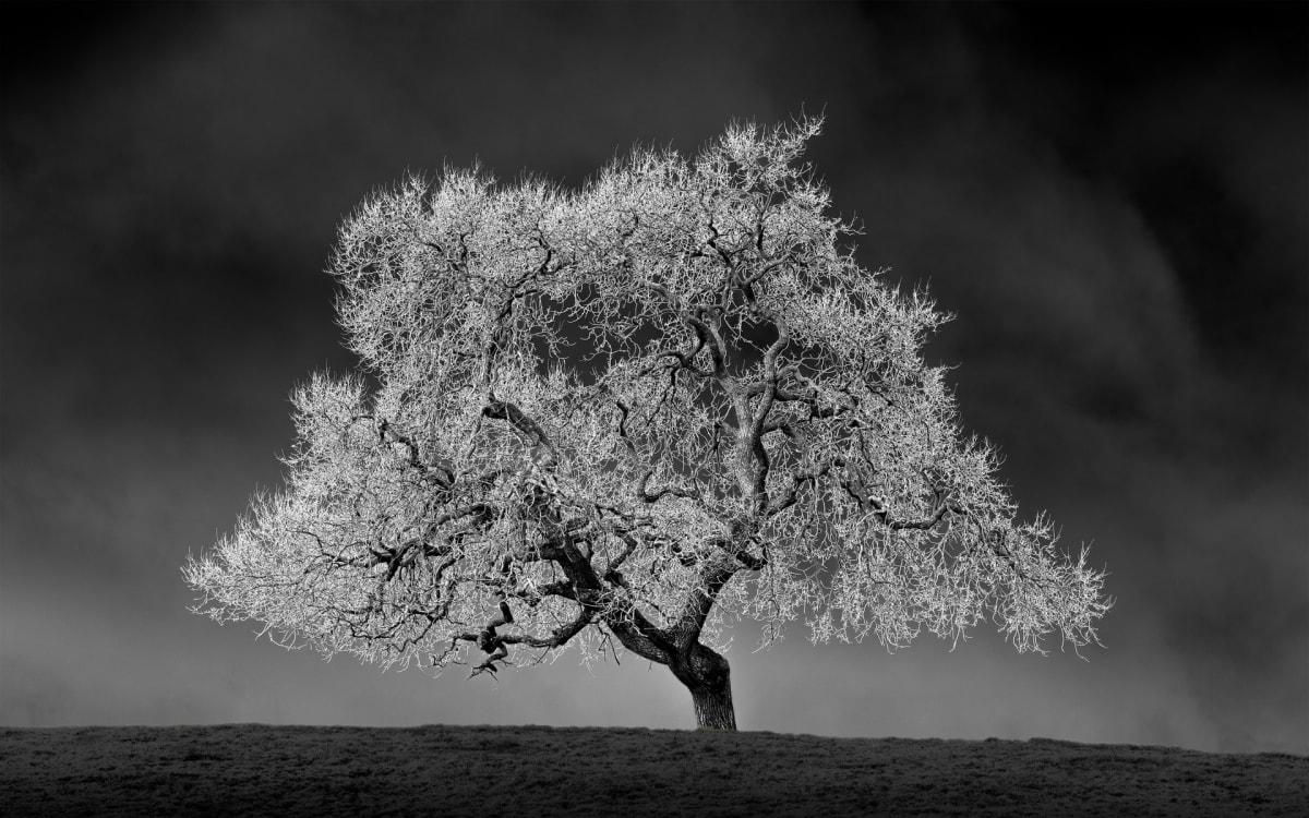 Winter Oak 44 by Nick Ward 