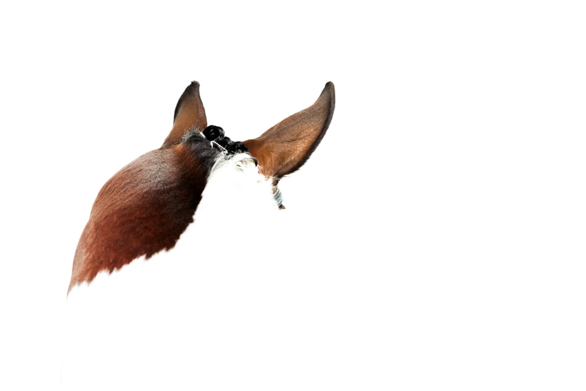 Ears by Stacy Lynne Wendkos, Image 1.