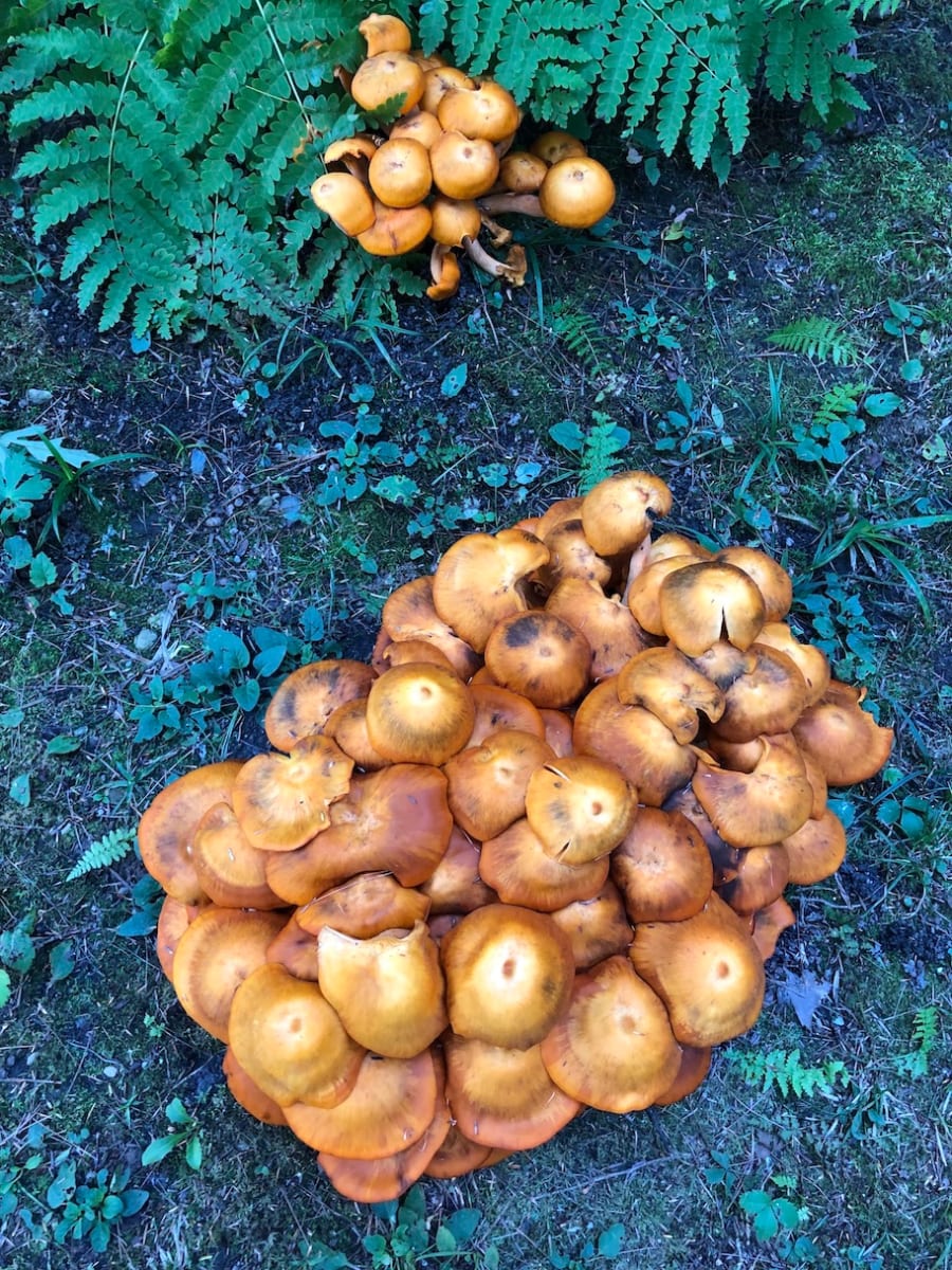 Mushrooms at Tanglewood by Marilyn Wenker, Image 17.