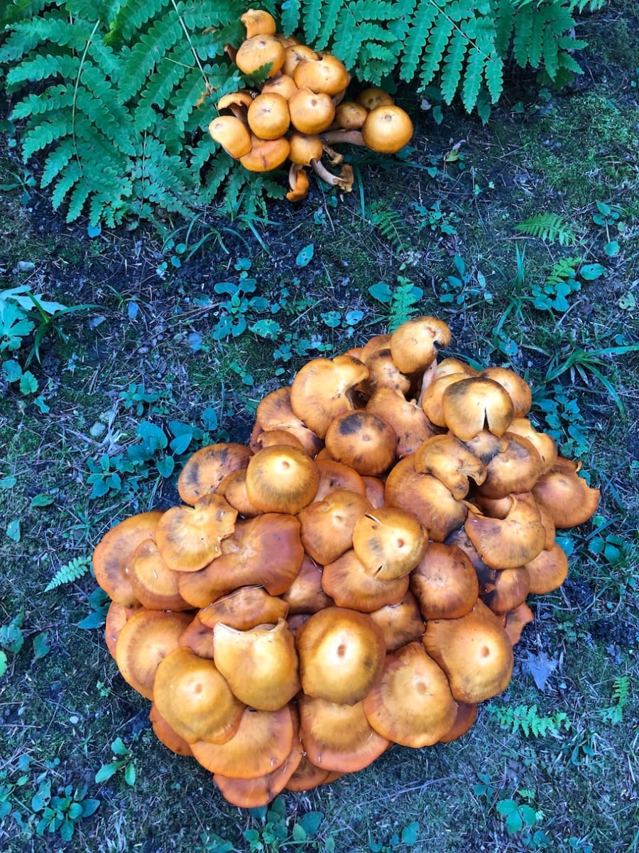 Mushrooms at Tanglewood by Marilyn Wenker 