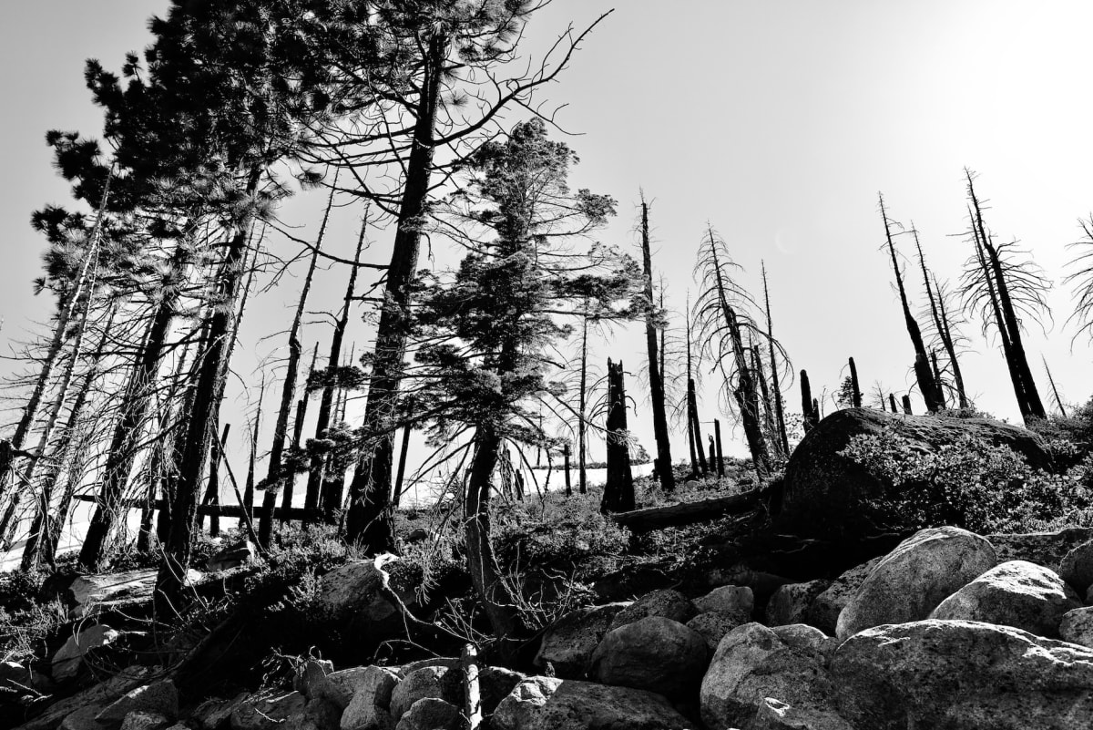 Survival by Lisa Whitlock, Image 14.