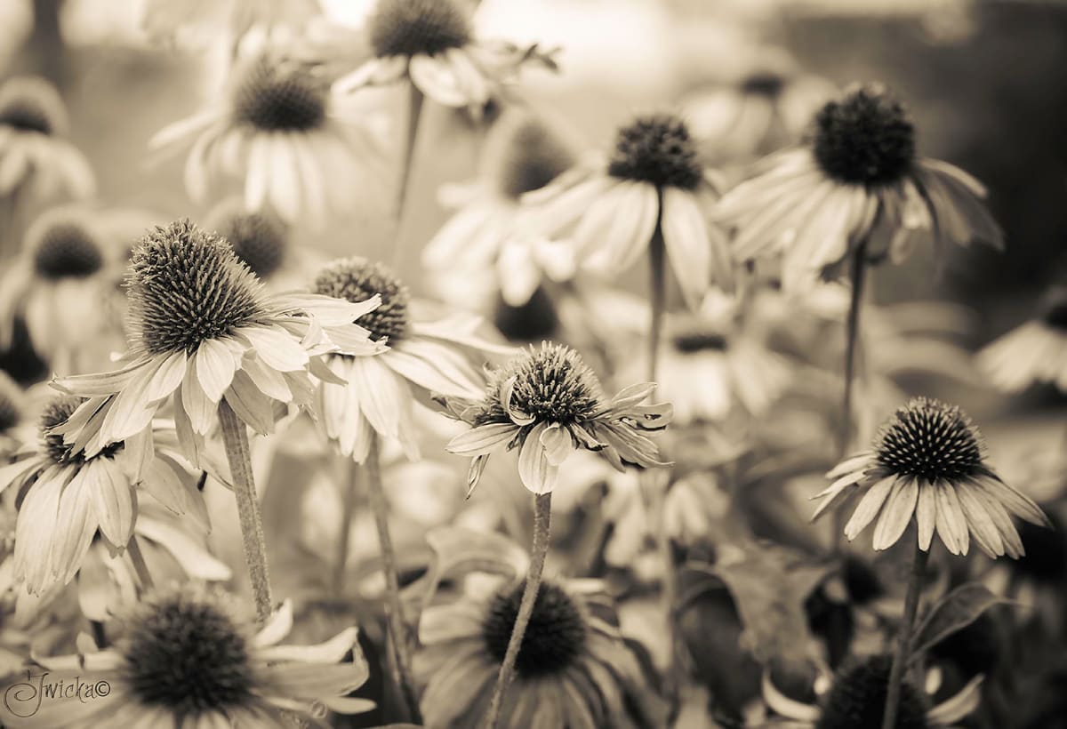 Cone Flower by Judy Wicka 