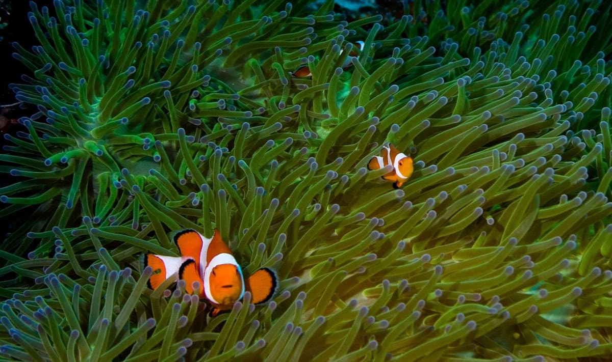 Clownfish by Michael Wicks 