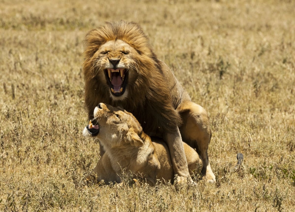 Lions Mating by Michael Wicks 