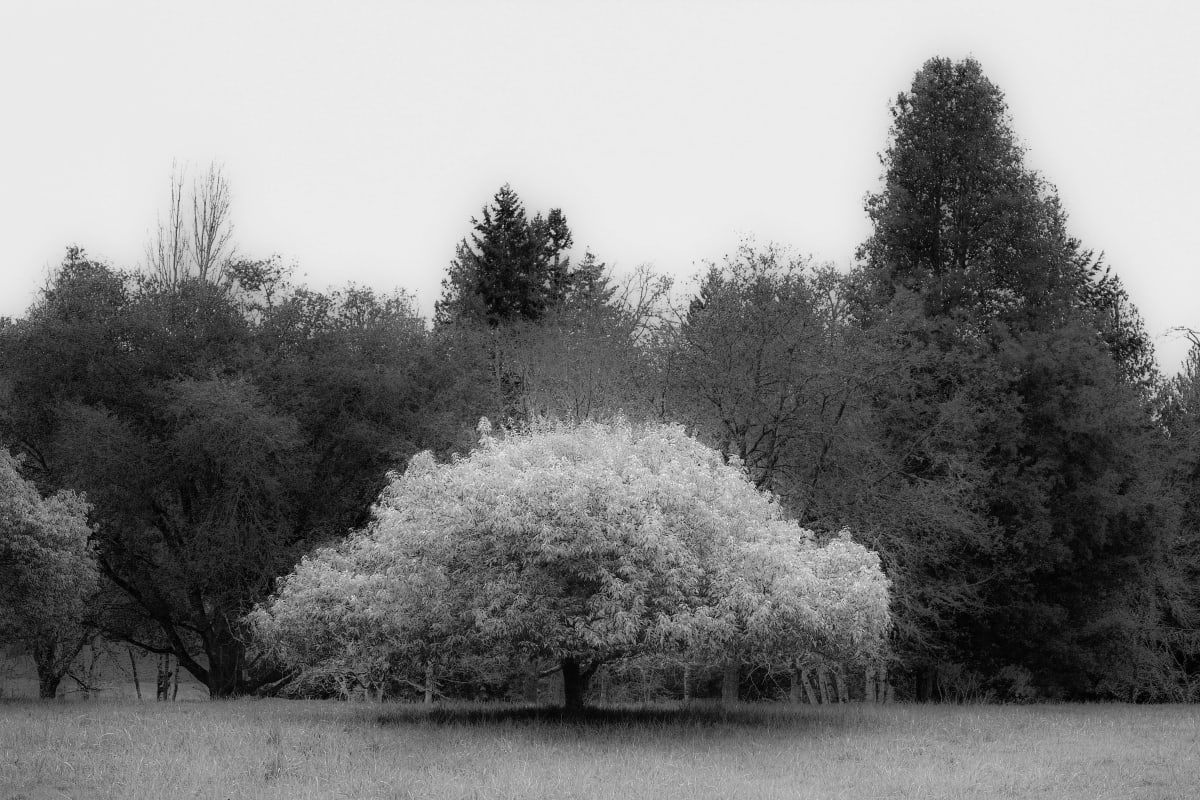 Tranquility by Roland Wilhelm 