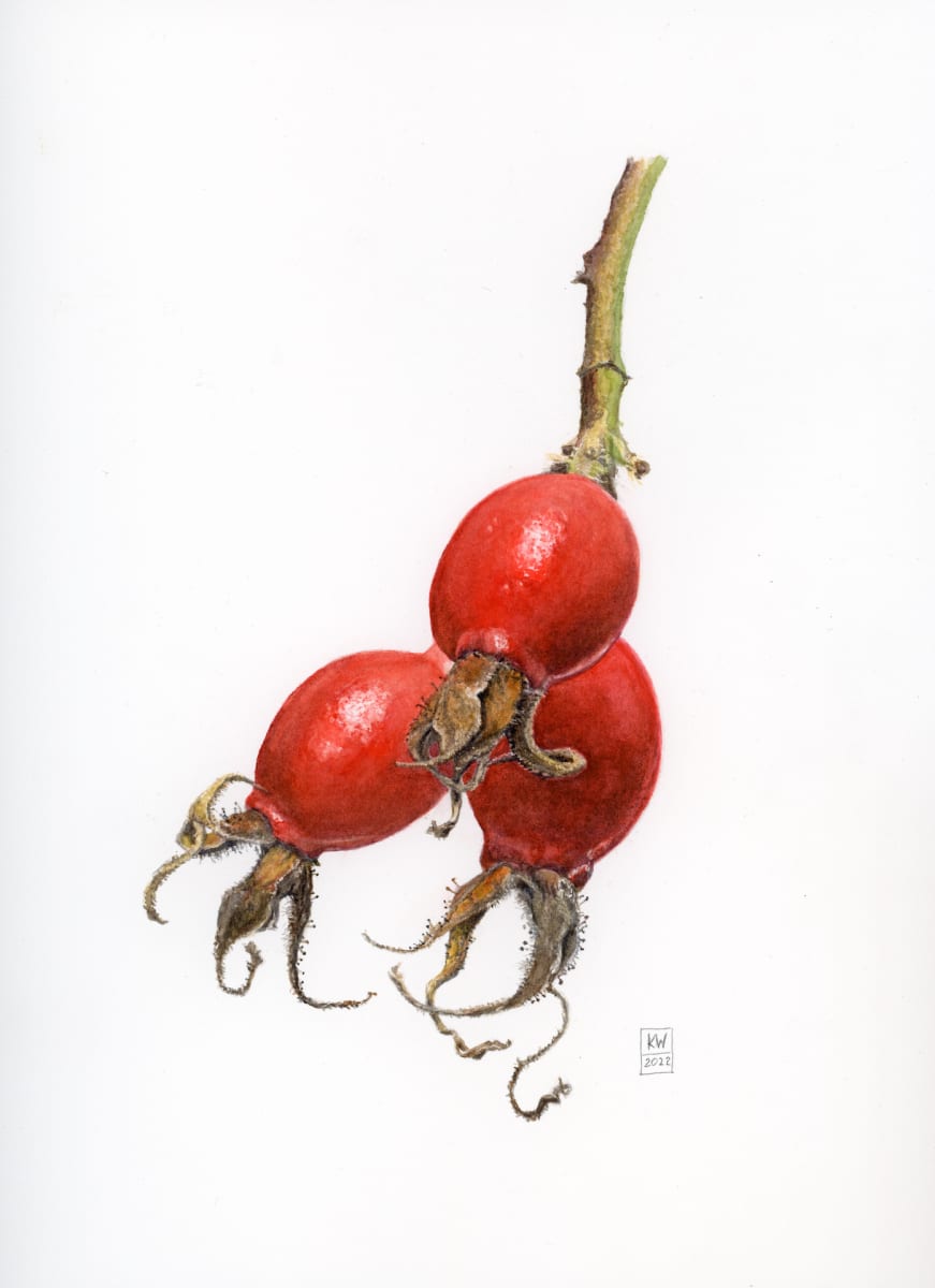 Rosa Californica by Karen Wilkinson 