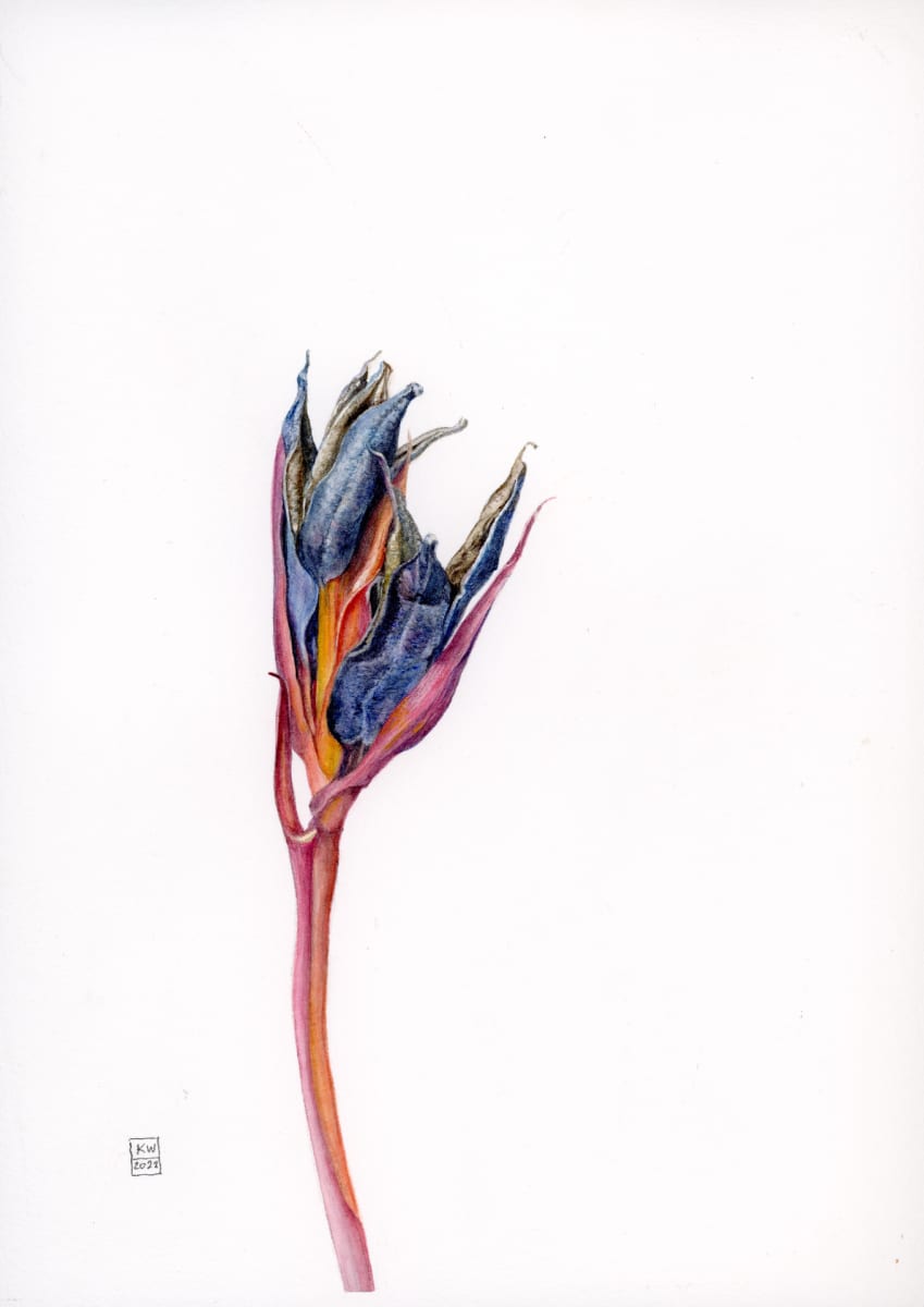 Seed Pod (Douglas Iris) by Karen Wilkinson 