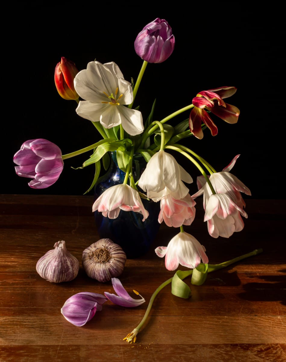 Chiaroscuro Tulips 4 by Andrea Zinn 