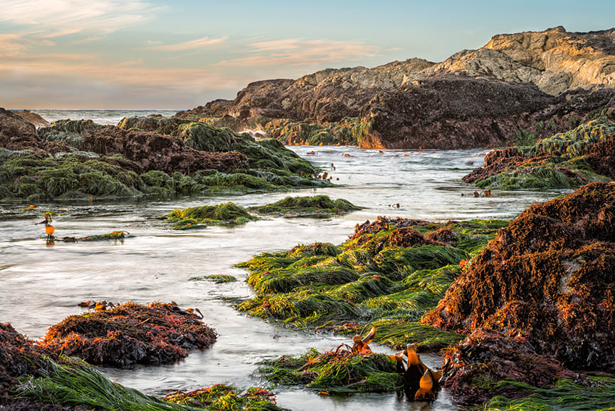 Low Tide, Sonoma Coast by Mark Zukowski, Image 13.