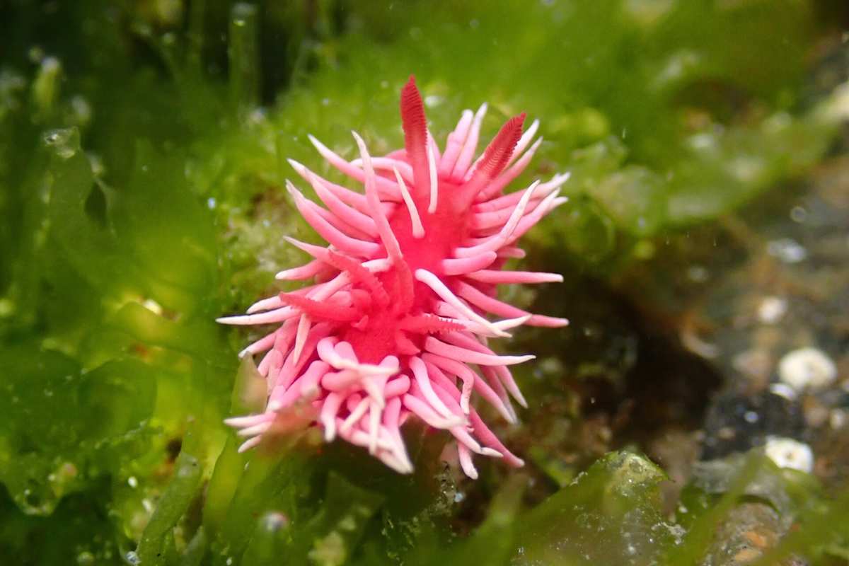 Hopkins' Rode Nudibranch- by Jessica-Hopkins McLaughlin 