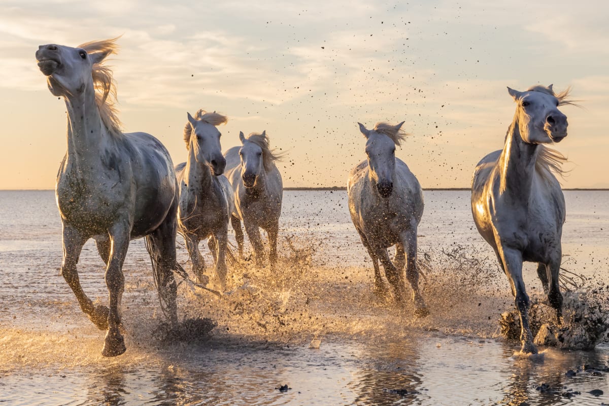 Horses of the Sea by Emily Wilson 