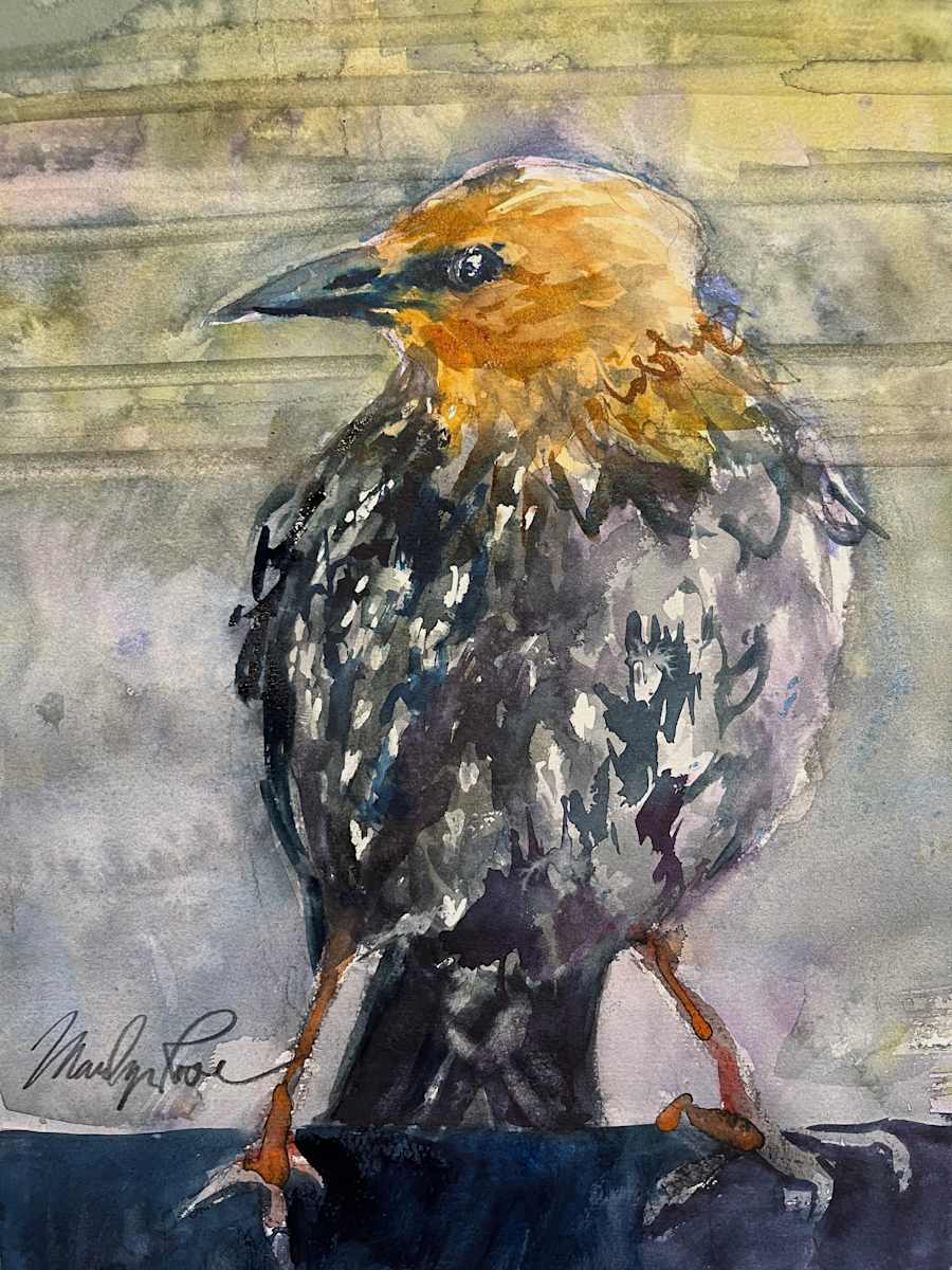 Starling Stare Down by Marilyn Rose 
