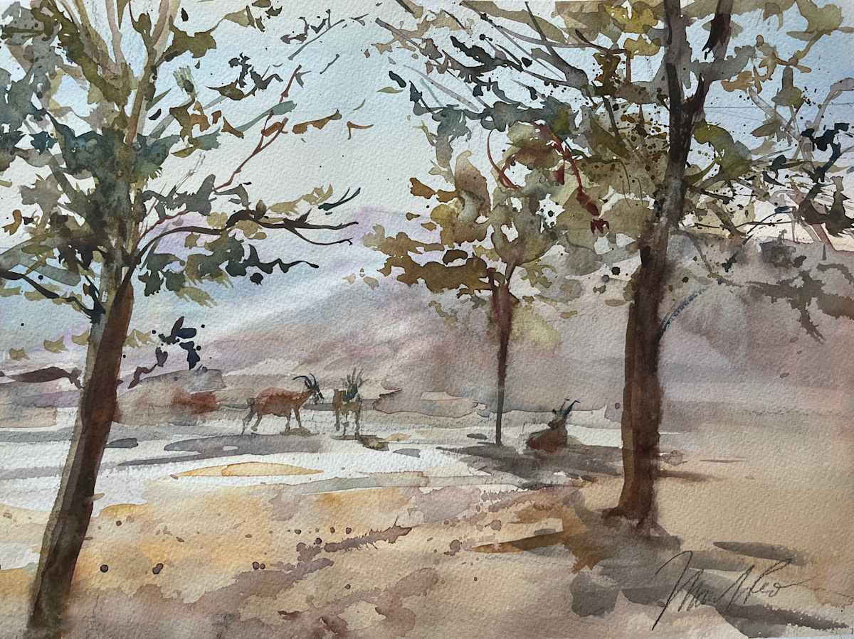 Negev by Marilyn Rose 