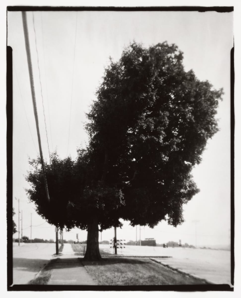 Tree, Green Street 