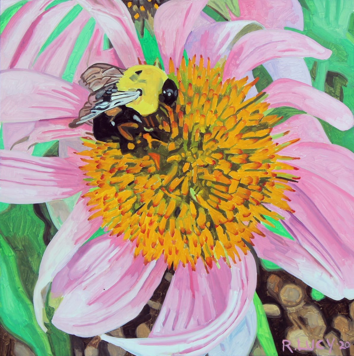 Bee on a Coneflower 