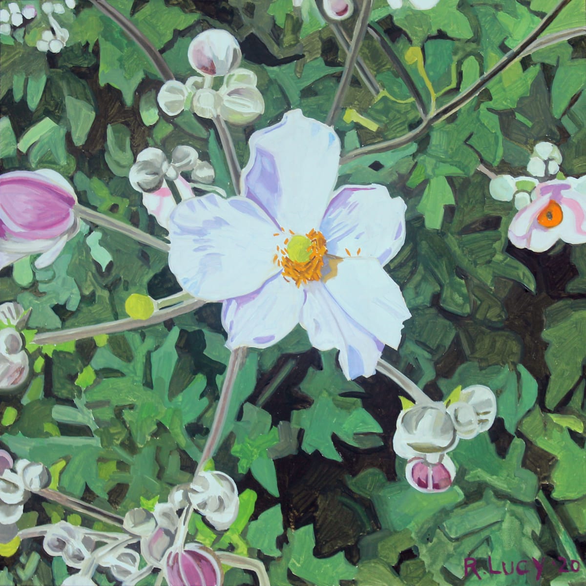 Japanese Anemone 