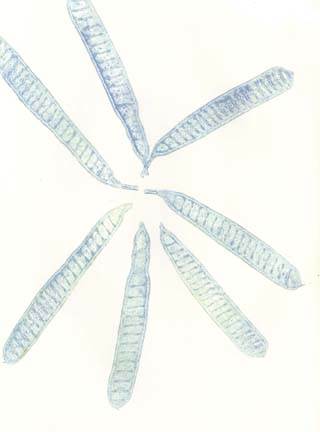 Untitled Sea Pods by Casey Blanchard, Image 1.