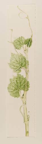 Summer Vines 1 by Casey Blanchard, Image 1.