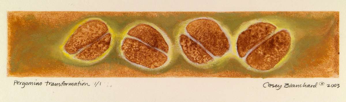 Pergamino Transformation by Casey Blanchard, Image 2.