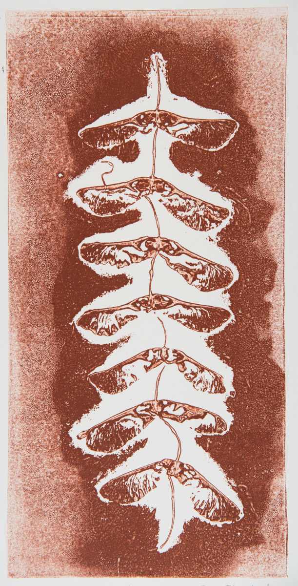 Maple Seeds by Casey Blanchard, Image 1.
