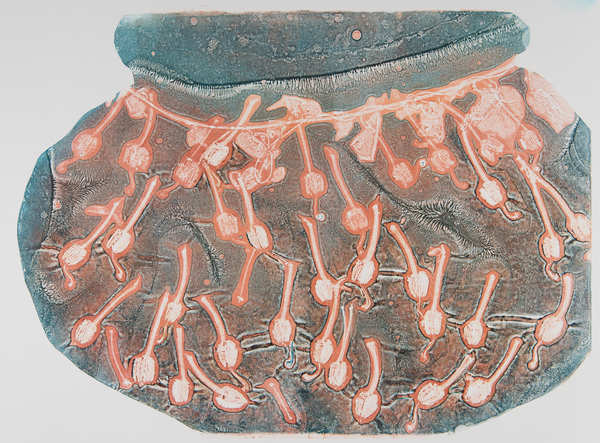 Rhodo Pods 2 by Casey Blanchard, Image 1.