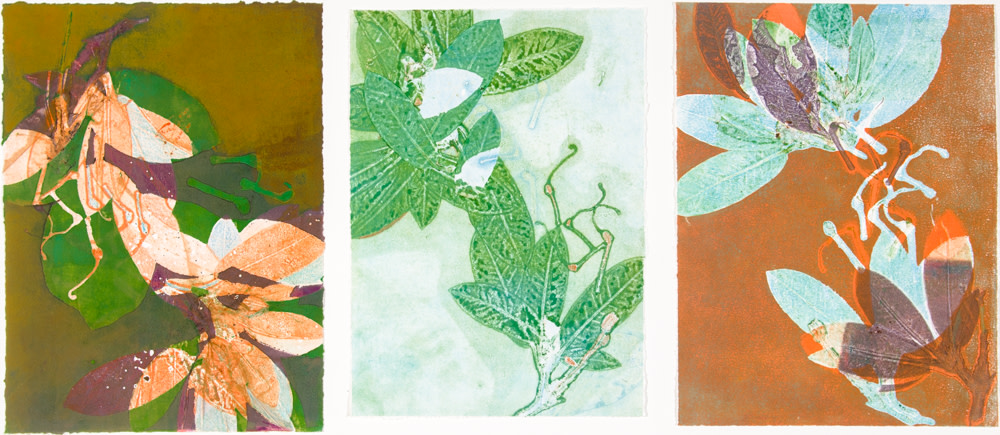 Hoya 1 by Casey Blanchard 