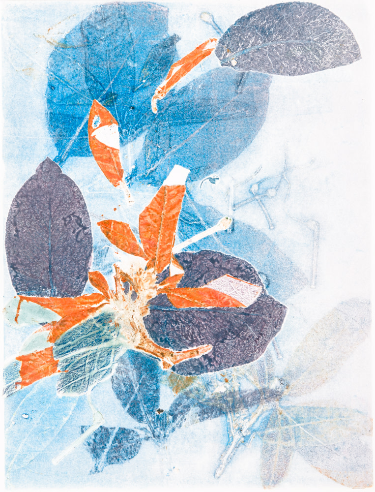 Hoya 3 by Casey Blanchard 