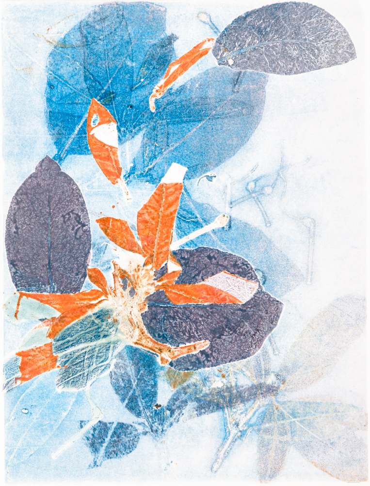 Hoya 3 by Casey Blanchard, Image 1.