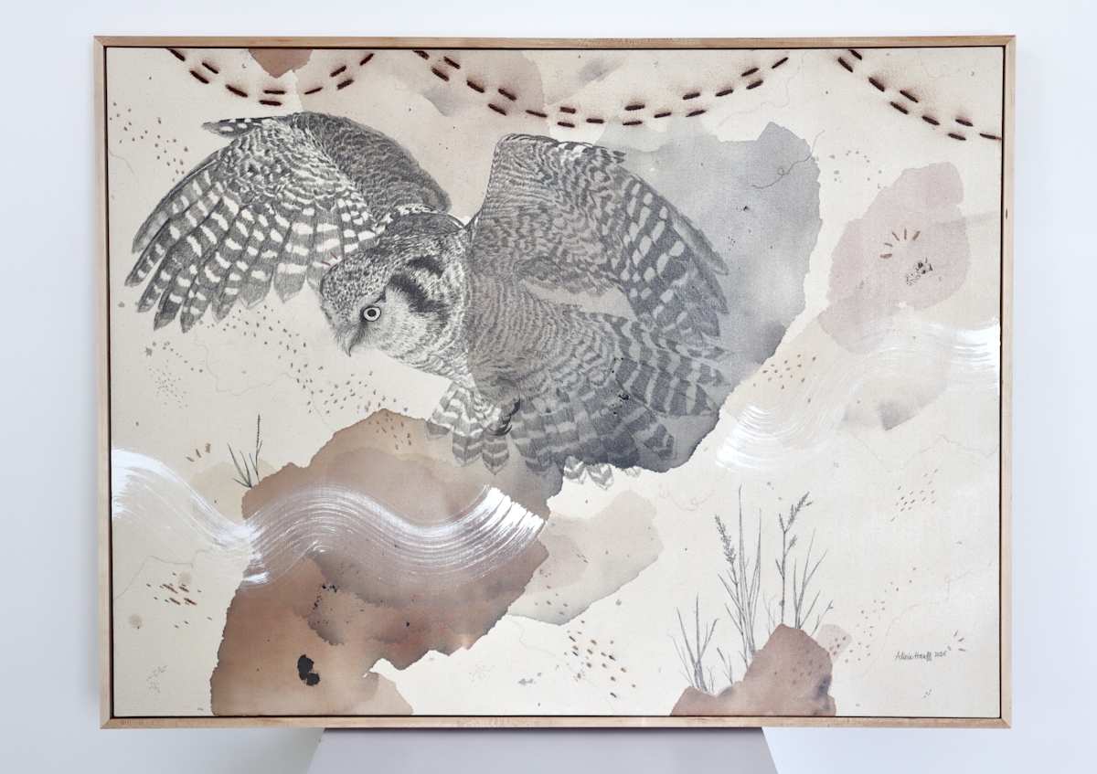 Northern Hawk Owl, More Hawk Than Owl by Alicia Hauff Studio 