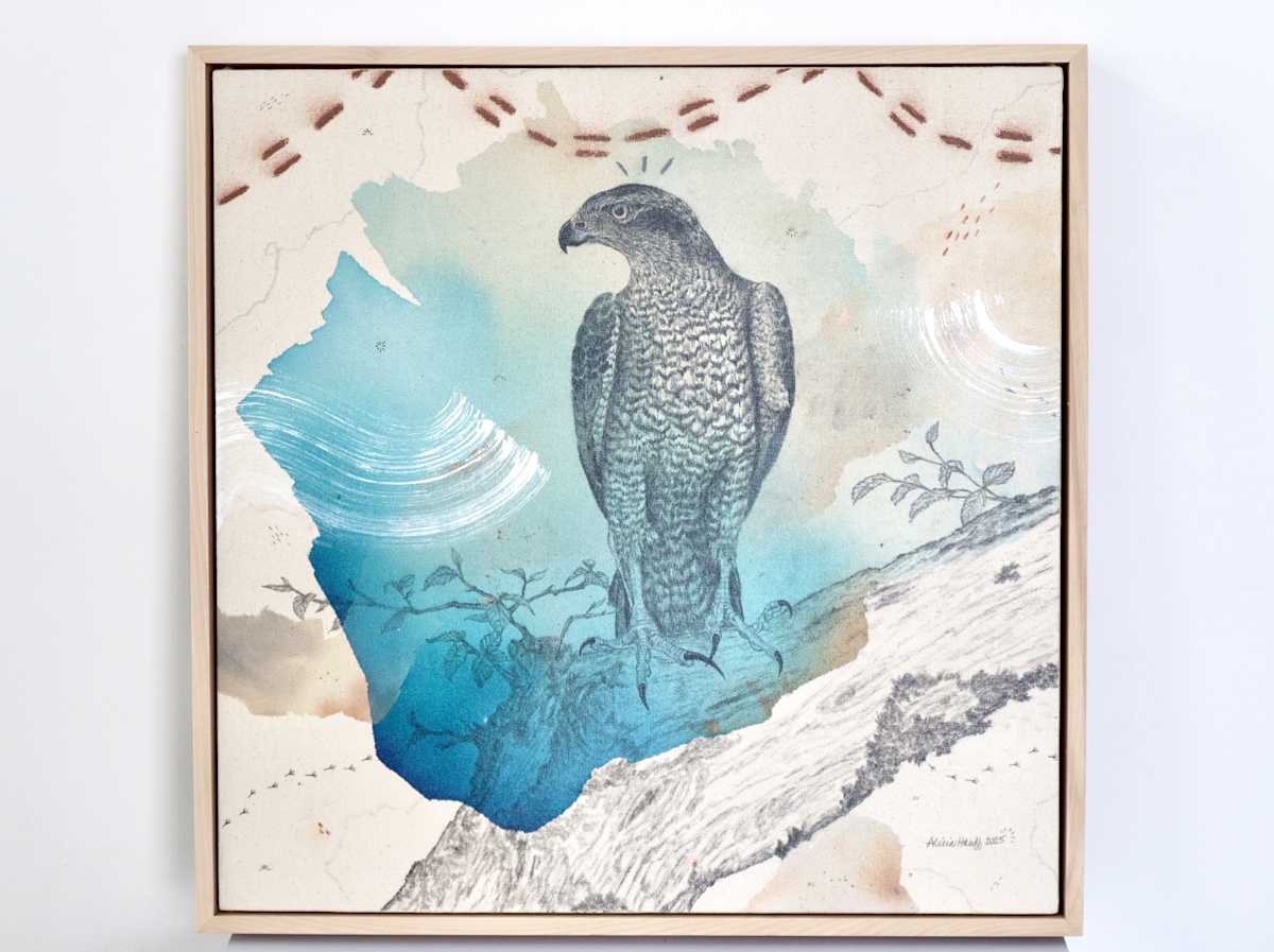 "American Goshawk, Baron of the Backwoods" by Alicia Hauff Studio 
