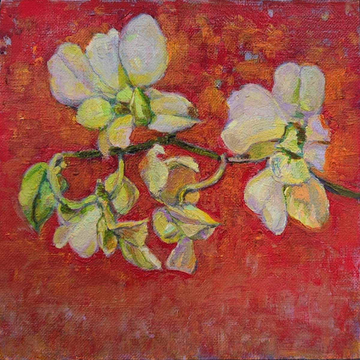 Pale Cat Orchid on Red by Katherine Kean 