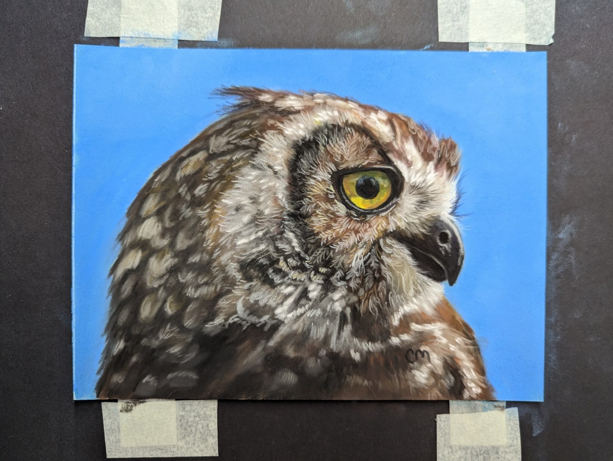 Little owl by Carol Motsinger 
