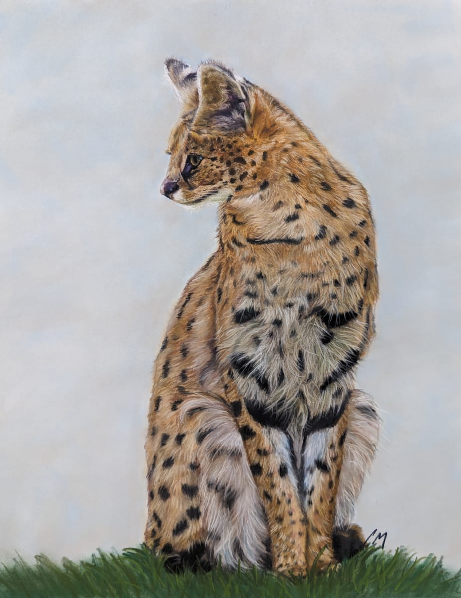 serval by Carol Motsinger 