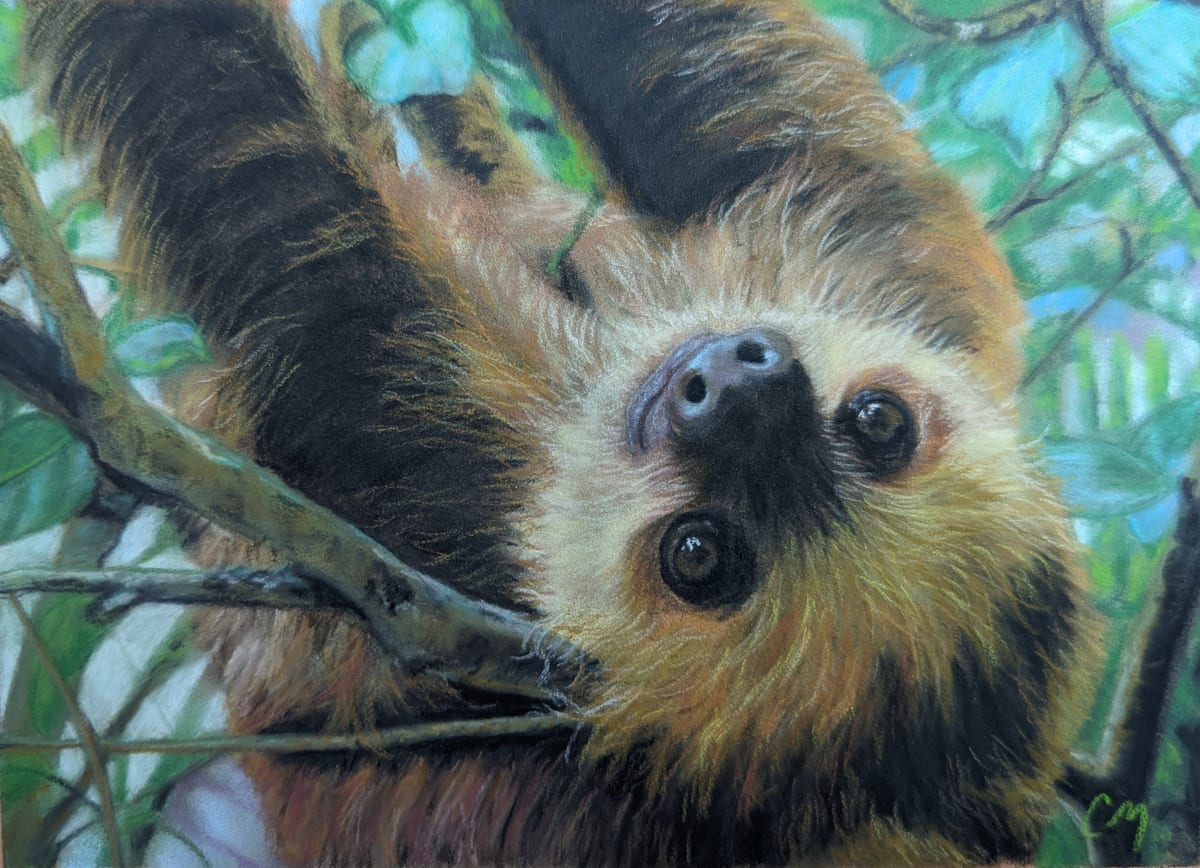 Baby sloth by Carol Motsinger 