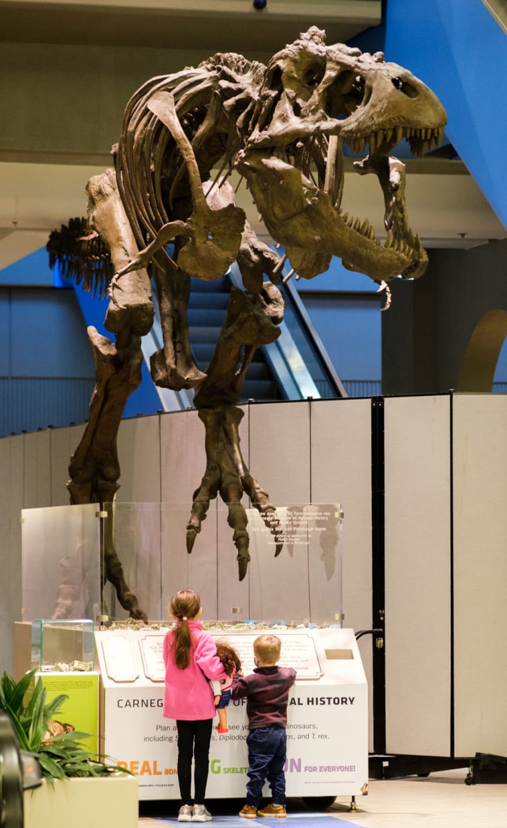 T-Rex Cast by CMNH, Image 1.