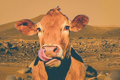 Cow on Mars 