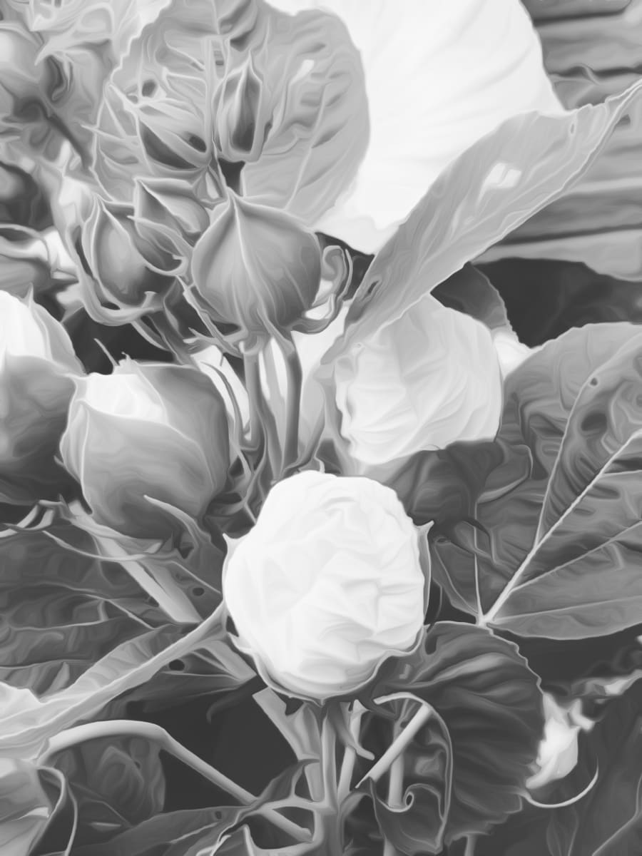 Rose of Sharon BW by Eileen Backman 