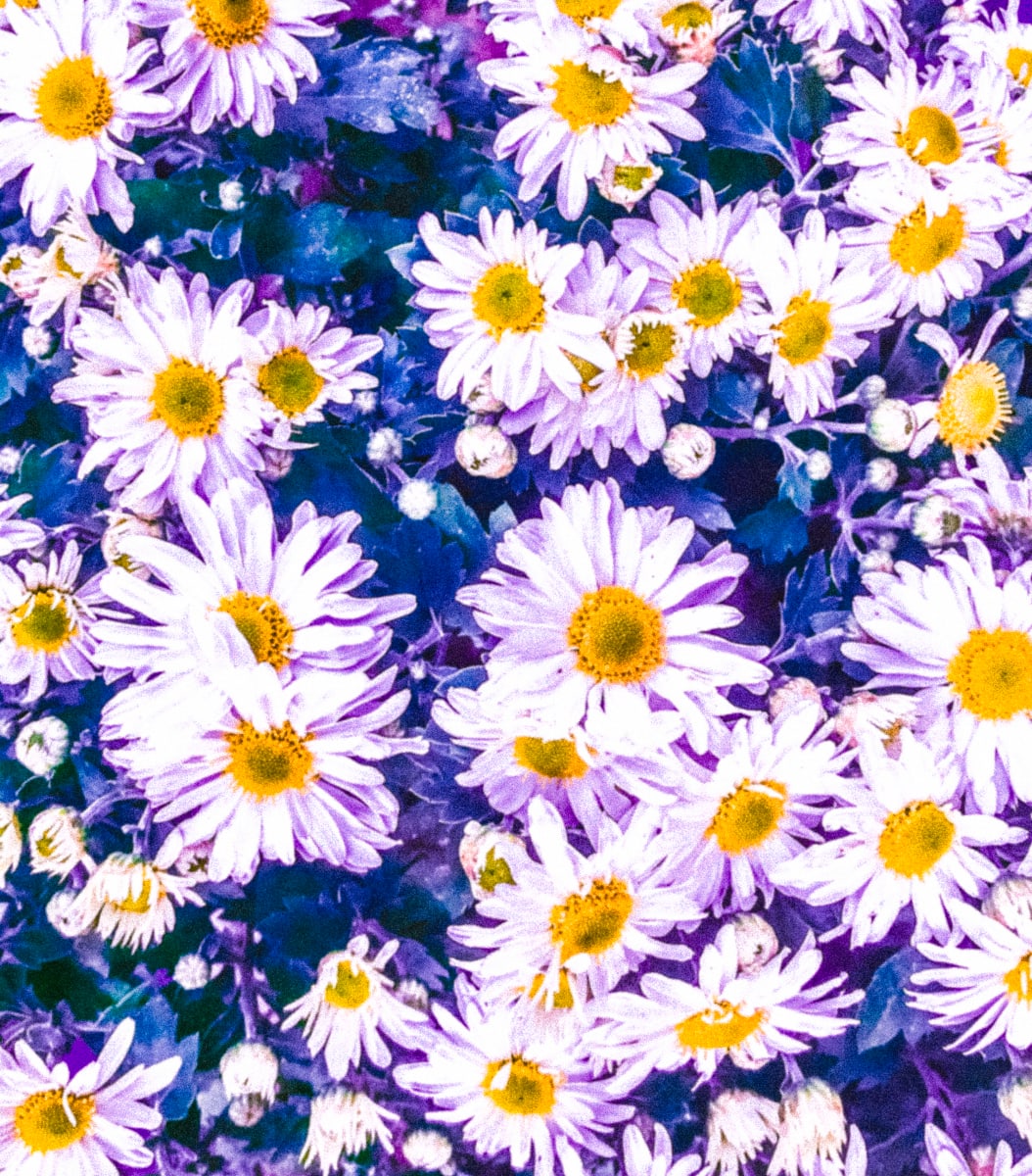 All the Pretty Daisies by Eileen Backman 