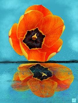 Tulip Reflections by Eileen Backman 