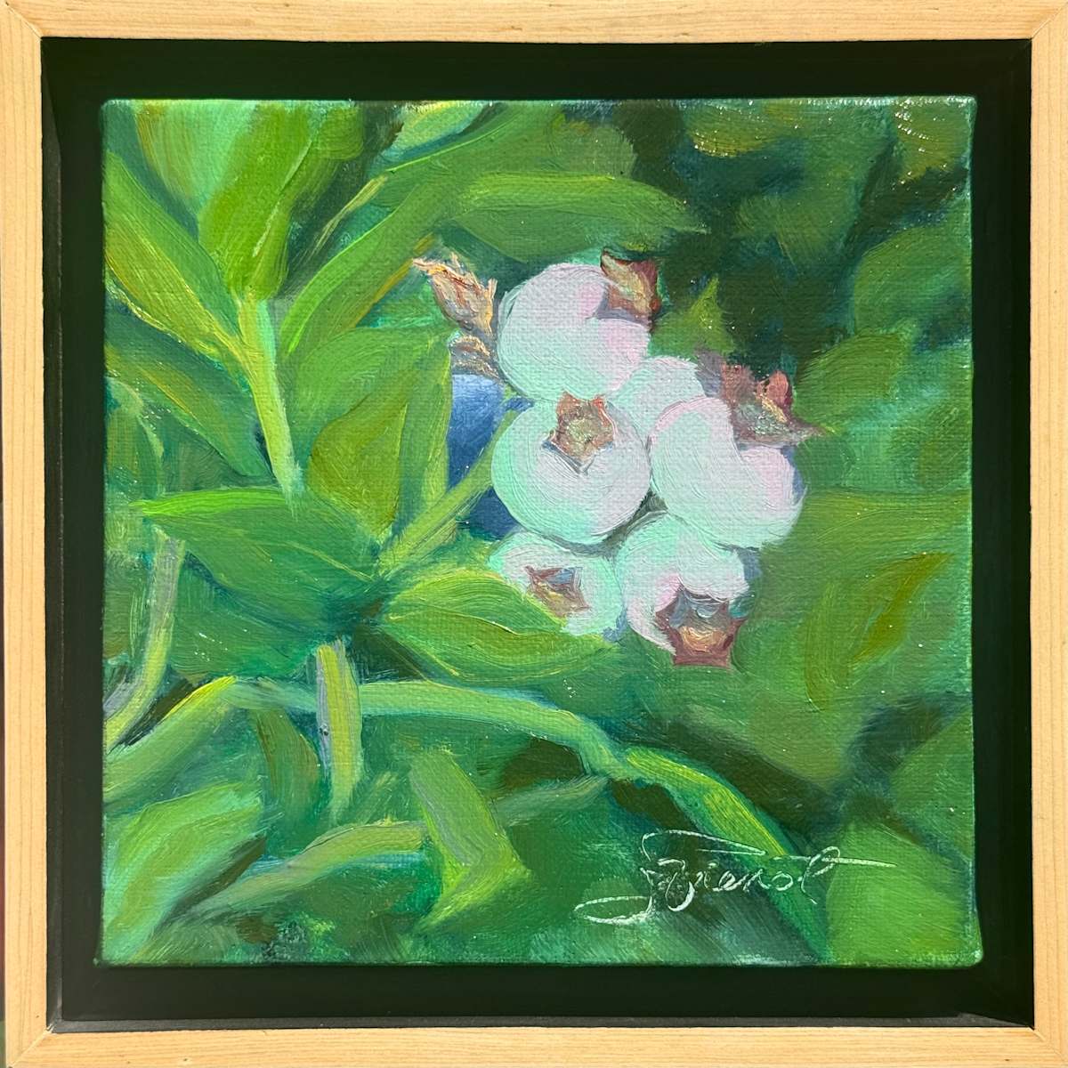 Young Blueberries by Joan Vienot, Image 1.